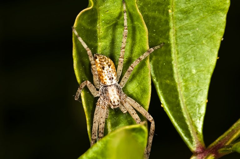 Philodromus sp - Philodromus