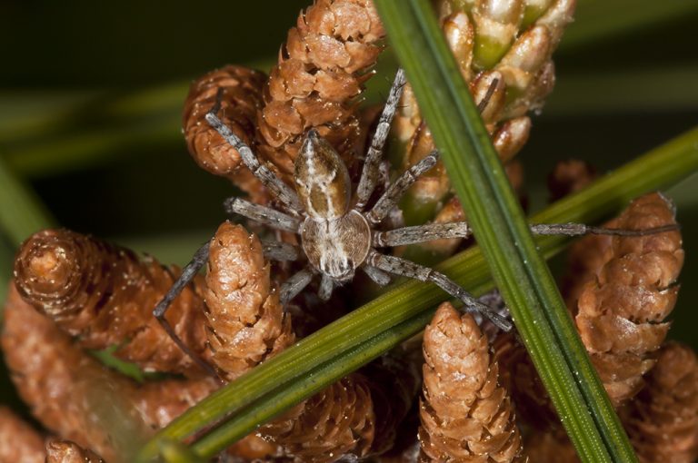 Philodromus sp - Philodromus