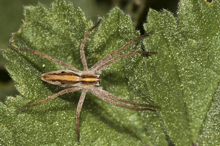 Pisaura mirabilis - Pisaura