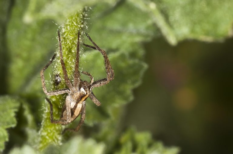 Pisaura mirabilis - Pisaura