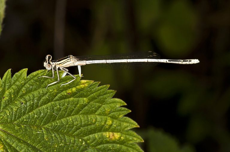 Platycnemis latipes - Caballito patiblanco