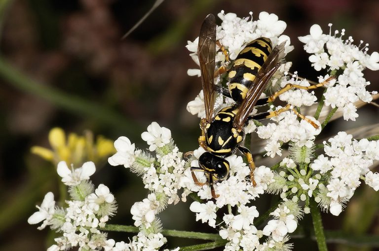 Polistes dominula - Avispa papelera