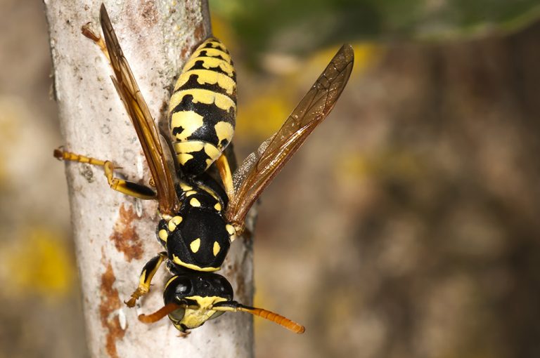 Polistes dominula - Avispa papelera