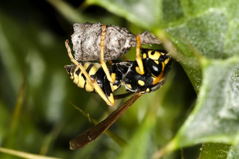 Polistes gallicus - Avispa papelera