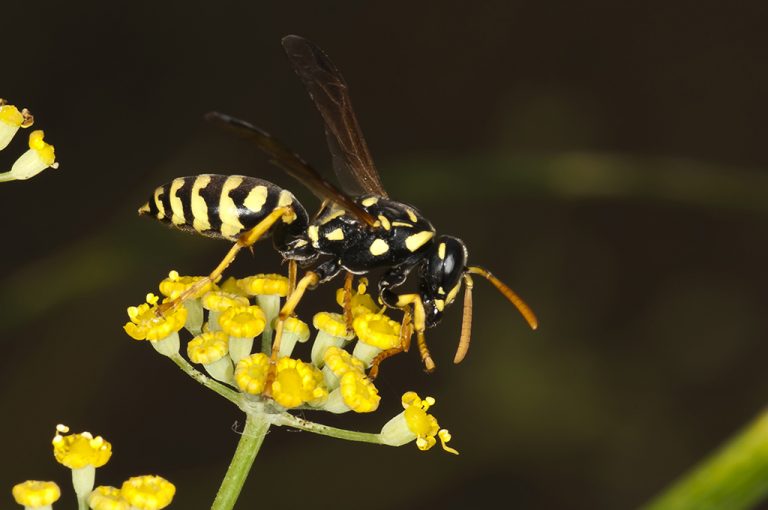 Polistes gallicus - Avispa papelera