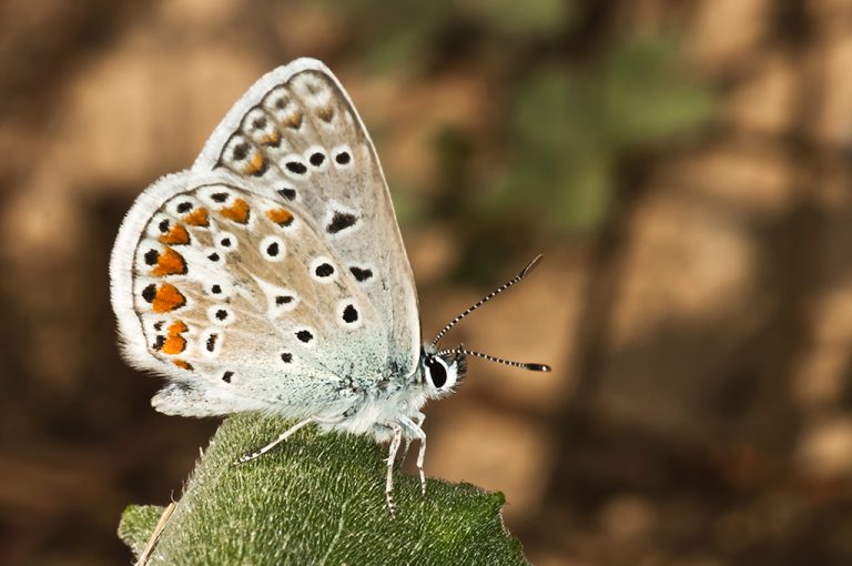 Polyommatus icarus - Mariposa azul comun