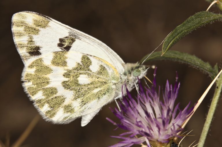 Pontia daplidice - Blanquiverdosa