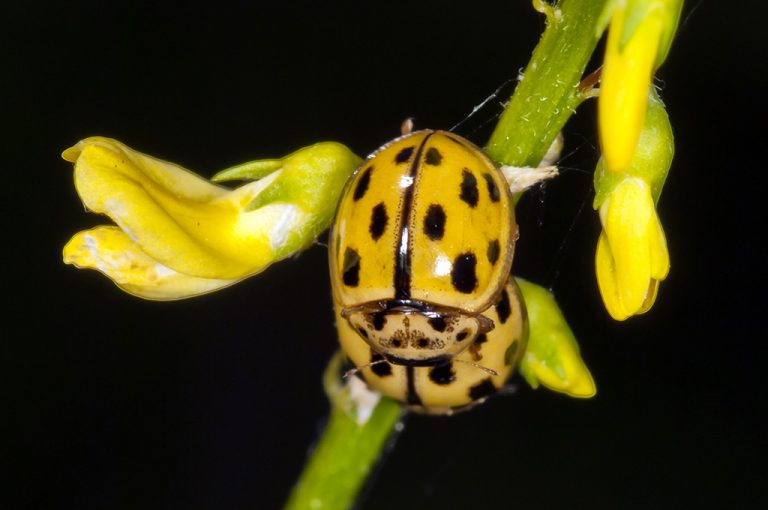 Propylea quatuordecimpunctata - Mariquita de 14 puntos