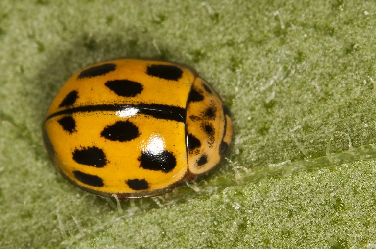 Propylea quatuordecimpunctata - Mariquita de 14 puntos