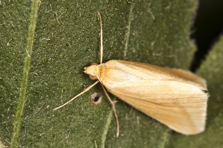 Rhodometra sacraria - Polilla