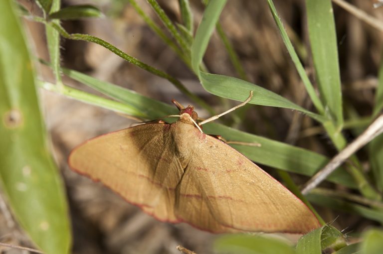 Rhodostrophia calabra - Mariposa calabresa