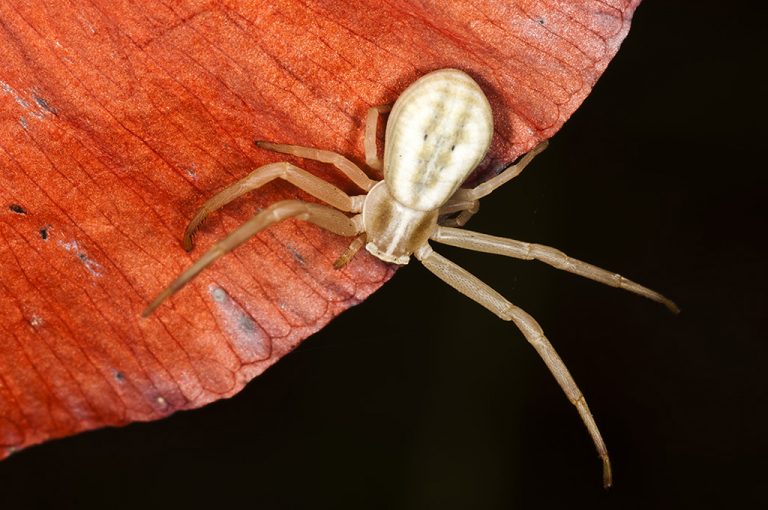 Runcinia grammica - Araña cangrejo