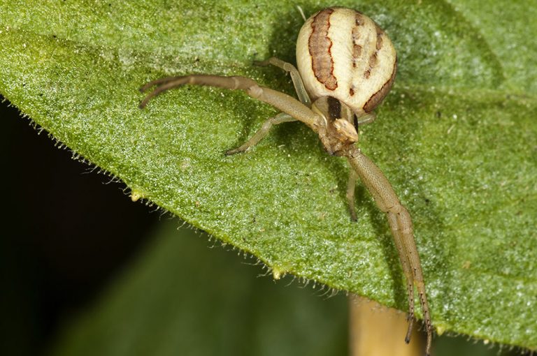 Runcinia grammica - Araña cangrejo