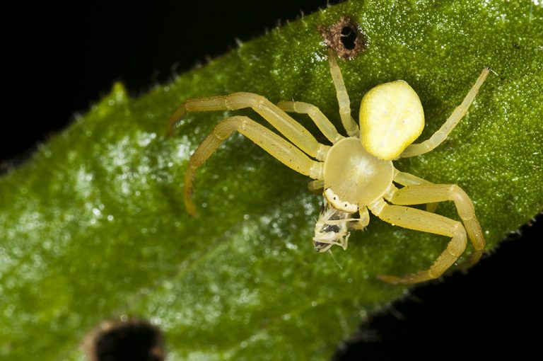 Runcinia grammica - Araña cangrejo