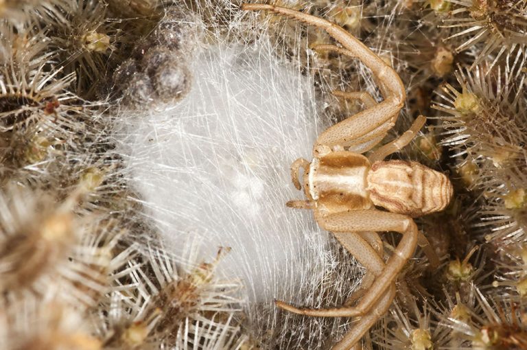 Runcinia grammica - Araña cangrejo