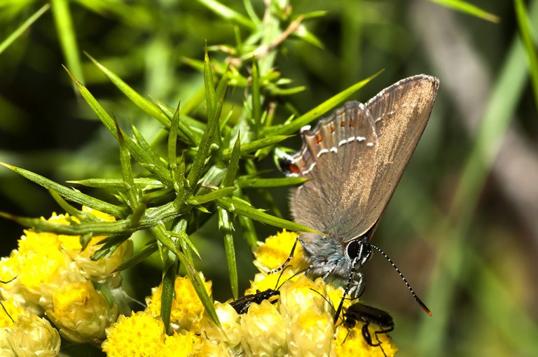 Satyrium esculi - Querquera