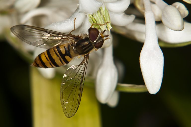 Episyrphus balteatus - Mosca avispa