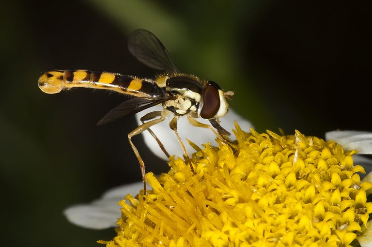 Sphaerophoria scripta - Mosca plumón