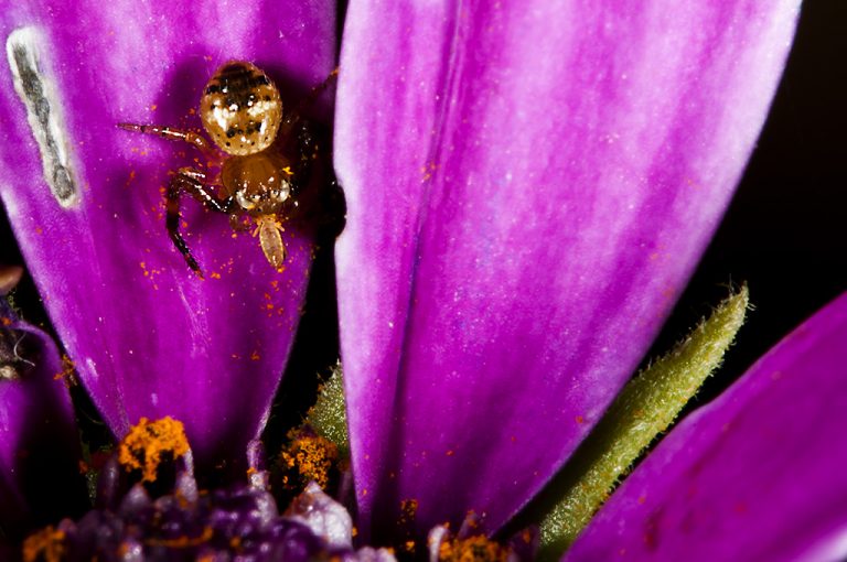 Synema globosum - Araña Napoleón