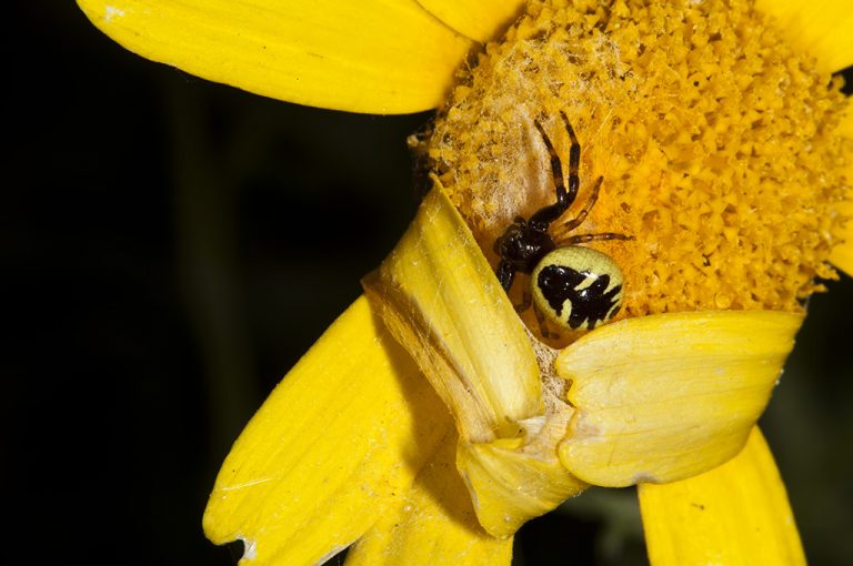 Synema globosum - Araña Napoleón