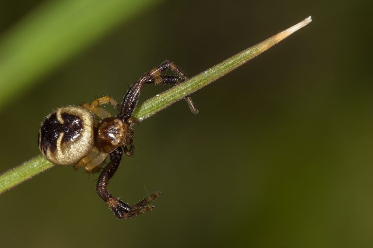 Synema globosum - Araña Napoleón