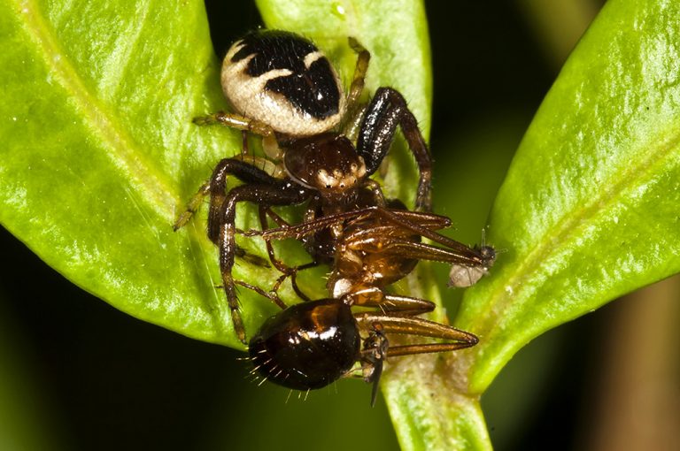 Synema globosum - Araña Napoleón