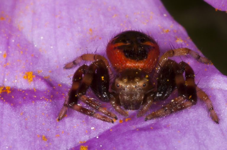 Synema globosum - Araña Napoleón