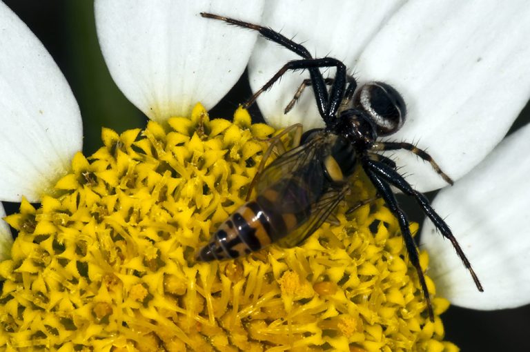 Synema globosum - Araña Napoleón