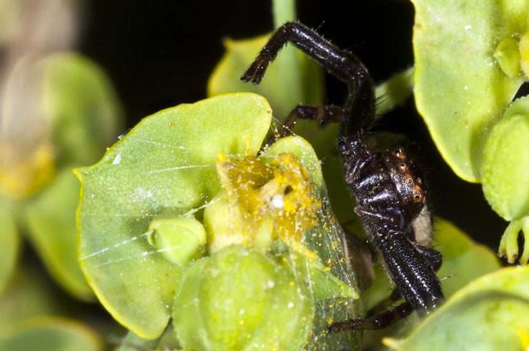 Synema globosum - Araña Napoleón