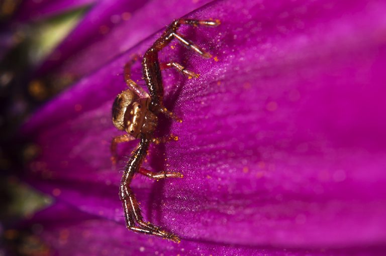 Synema globosum - Araña Napoleón