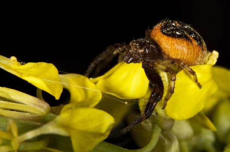 Synema globosum - Araña Napoleón