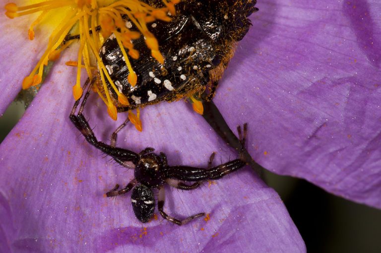 Synema globosum - Araña Napoleón