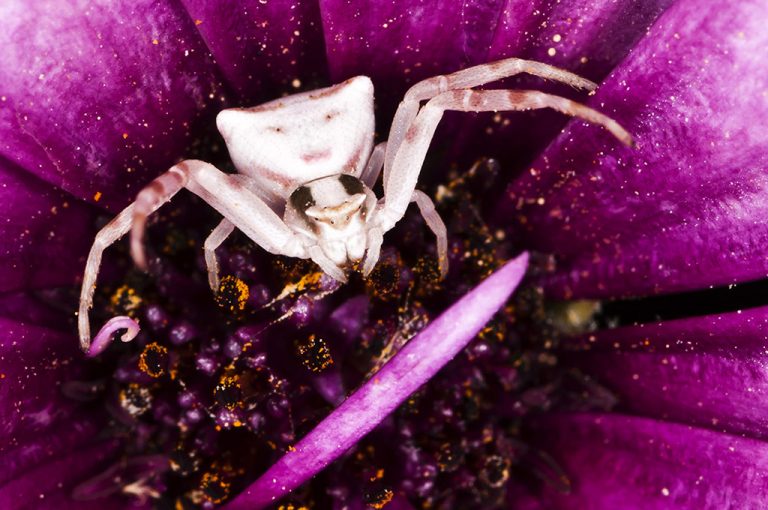 Thomisus onustus - Araña cangrejo