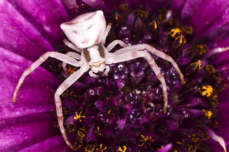 Thomisus onustus - Araña cangrejo