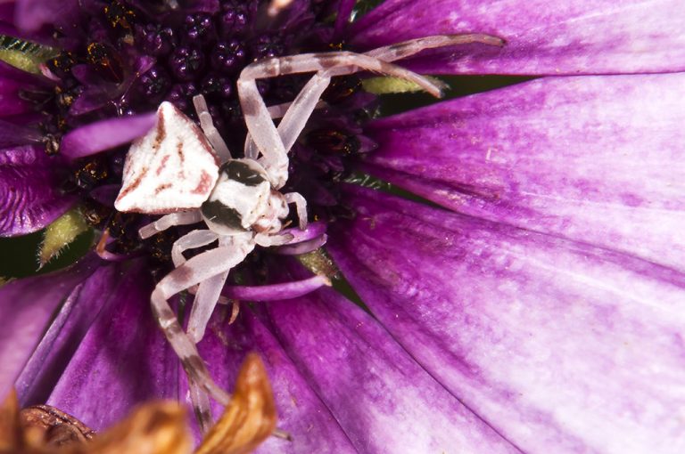 Thomisus onustus - Araña cangrejo