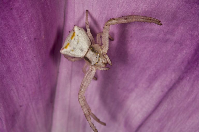 Thomisus onustus - Araña cangrejo