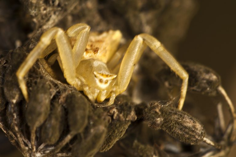 Thomisus onustus - Araña cangrejo