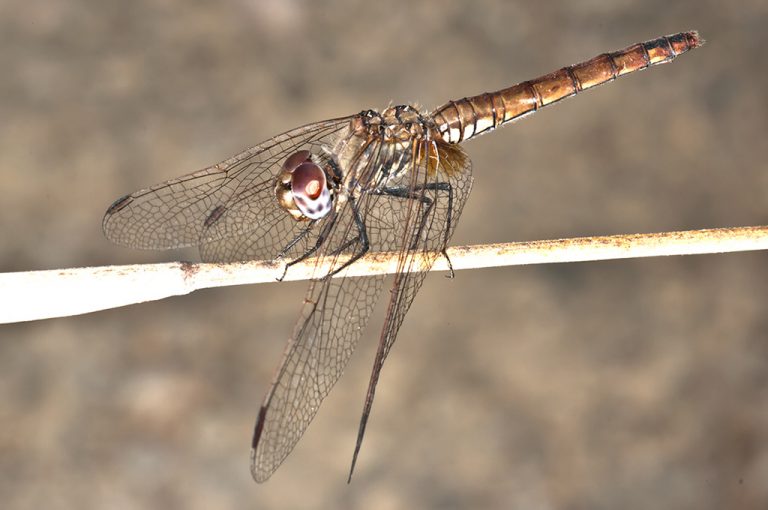 Trithemis annulata - Libelula de alas caidas