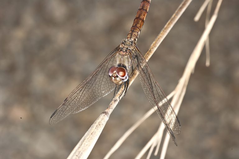 Trithemis annulata - Libelula de alas caidas