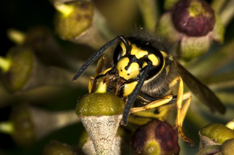 Vespula germanica - Avispa chaqueta amarilla