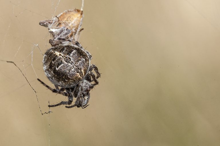 Agalenatea redii - Araña orbitela de matorral