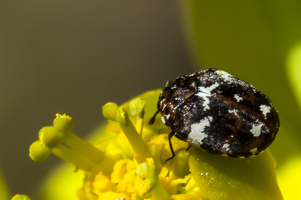 Anthrenus angustefasciatus - Escarabajo alfombra