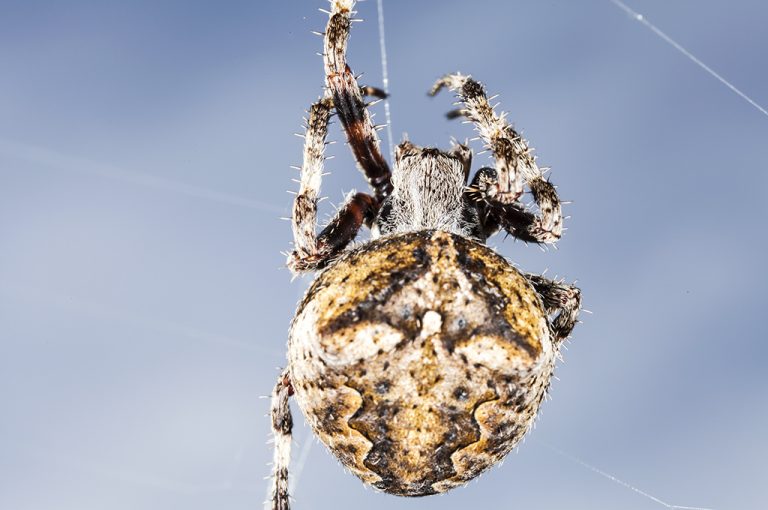 Araneus angulatus - Araña orbitela angulada