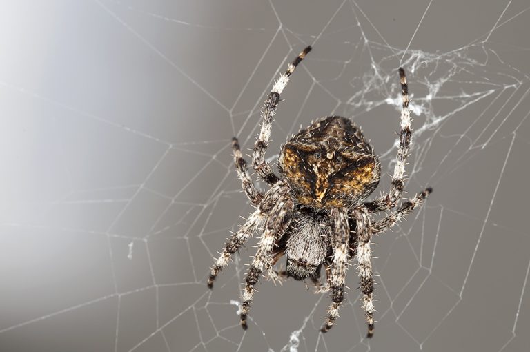 Araneus angulatus - Araña orbitela angulada