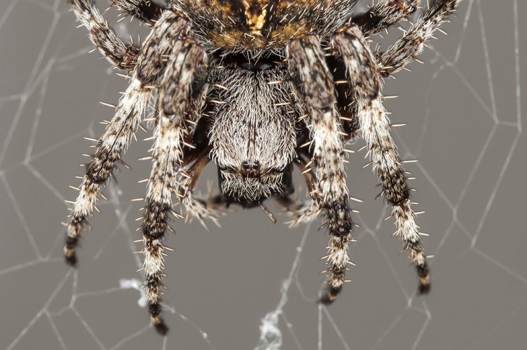 Araneus angulatus - Araña orbitela angulada