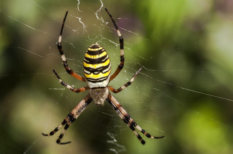 Argiope bruennichi - Araña tigre