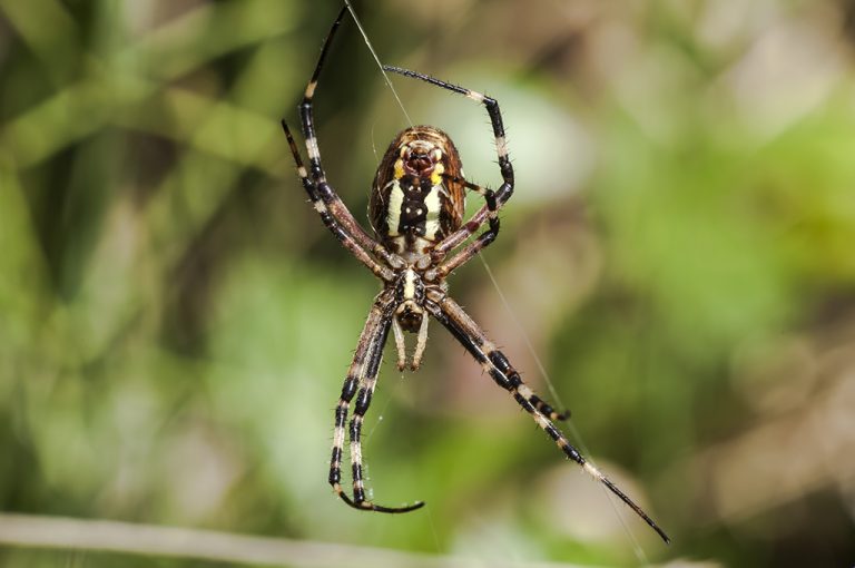 Argiope bruennichi - Araña tigre