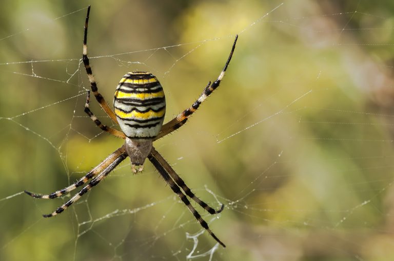 Argiope bruennichi - Araña tigre