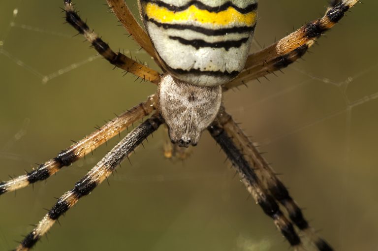 Argiope bruennichi - Araña tigre