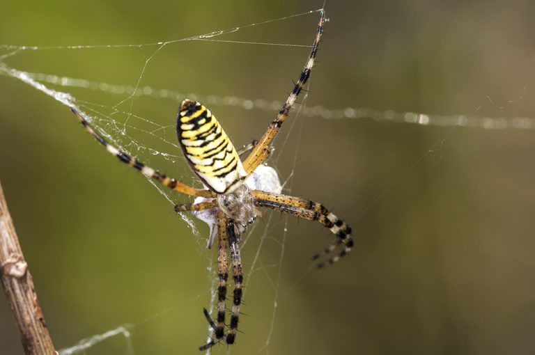 Argiope bruennichi - Araña tigre